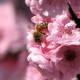 Bee on cherry blossoms, Melbourne, Australia.