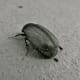 Beetle, Korumburra, Australia