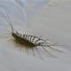 Common house centipede, Melbourne, Australia