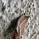 Moth in the daytime, Korumburra, Australia