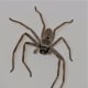 Common huntsman (Isopeda vasta), Melbourne, Australia