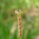 Spider on a grass seed head, Melbourne, Australia