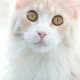 My cat, Johnny, sitting right in front of the dirty door to the balcony - but it's nicely blurred thanks to the shallow depth of field.