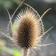 A dried seed head at Quedlinburg castle in autumn with great background blur.