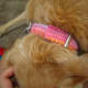 Collar after I stitched the tail down. Much stiffer than it was before.