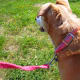 Biscuit enjoying the sun and extra attention.