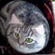 how-to-paint-stones-cat-portrait