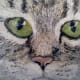 how-to-paint-stones-cat-portrait