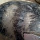 how-to-paint-stones-cat-portrait