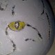 Beginning the eye.