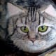 how-to-paint-stones-cat-portrait