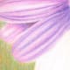 painting-flowers-with-colored-pencils
