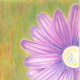 Mapping out the stamens.
