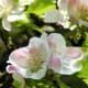Attention is drawn to the sharply focused blossom in the foreground. A shallow depth of field isolates this portion of the image