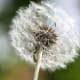 how-to-take-better-flower-pictures-tips-for-unique-high-quality-photography