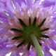 how-to-take-better-flower-pictures-tips-for-unique-high-quality-photography