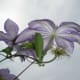 how-to-take-better-flower-pictures-tips-for-unique-high-quality-photography