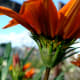 how-to-take-better-flower-pictures-tips-for-unique-high-quality-photography