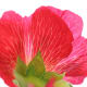 how-to-take-better-flower-pictures-tips-for-unique-high-quality-photography