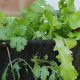 A hanging basket filled with Coriandar, Basil, Tom Tom Trailing Tomatoes and Lettuce and a few Strawberries