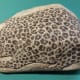 The leopard