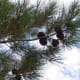 Pine cones. Find them yourself, or pick up a package of them at a craft store!