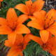 Bright orange tiger lilies for a pop of color!