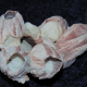Sea shells.