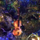 This wooden fiddle symbolizes an early ancestor who we have no photos of.
