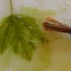 Use a paintbrush or toothbrush to gently remove the leaf pulp.