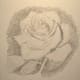 The dark background makes the petals pop and helps to define edges.
