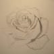Dark areas are giving shave to the rose.