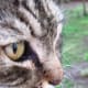 George Clooney, a Maine Coon and former stray, is named after the movie star. They both share charisma and awesome good looks -- and they know it.