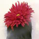 Using wire cutters, trim the flower stems to about 3 inches long.