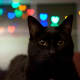 diy-heart-shaped-lights-with-your-camera-bokeh