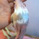 how-to-curl-doll-hair-learn-to-boil-perm-your-barbie-or-monster-high-dolls-hair