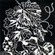 Linocut of Grapes created by Peggy Woods