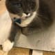 Why work alone? Here's one of my crafty Halloween helpers, Bay Bay. He frequently inspected my work, walked over wet spray paint when I wasn't looking, rested on the dry boards (pictured here) and watched with interest as I wrote with the paint pen.