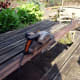 Clamped wood to bench for cutting with circular saw.