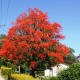 Illawarra Flame Tree