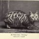 A Manx cat, characteristically intelligent and companionable - and no tail.