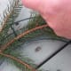 christmaswreathhowtomakeanevergreenwreath