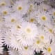 White silk gerbera daisies