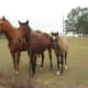 What is it about horses that makes them so captivating?