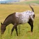 Horses' physical grace is mirrored by their aesthetic beauty. What's your favorite coat variety?