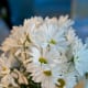 how-to-make-your-own-wedding-bouquets