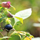Belladonna