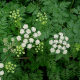 Hemlock