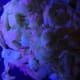 Freshly cut lettuce will typically have a pink/red tint under the black light.