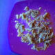 Squash glows a yellow color under a blacklight. This squash has been cooked in olive oil, so it glows even more.